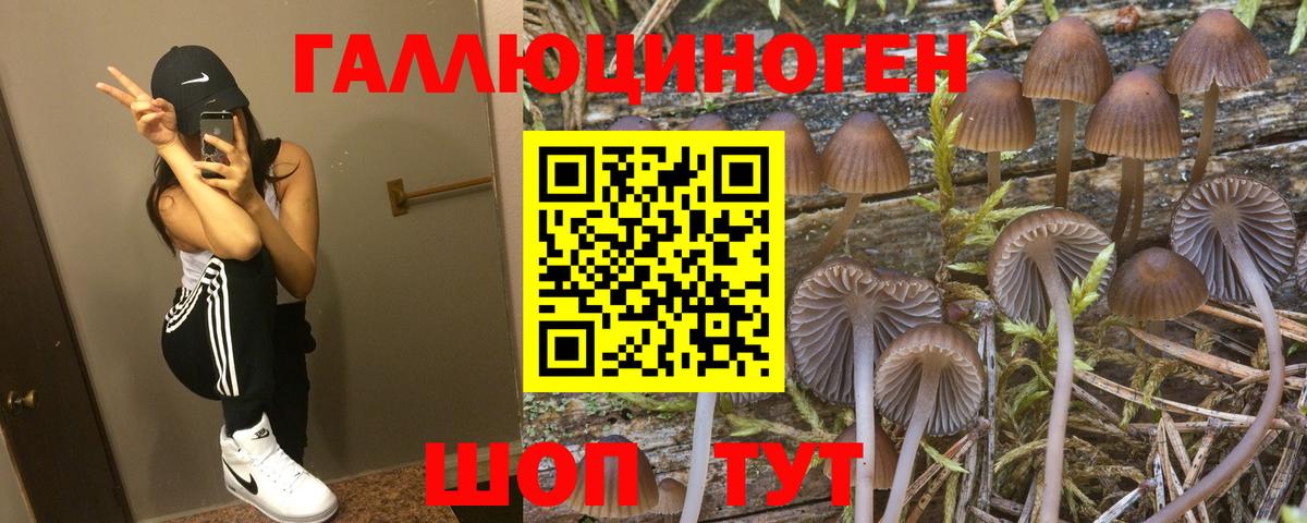 сколько стоит  Галлюциногенные грибы GOLDEN TEACHER  Вход с VPN  Белогорск 